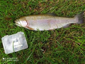 Rainbow Trout