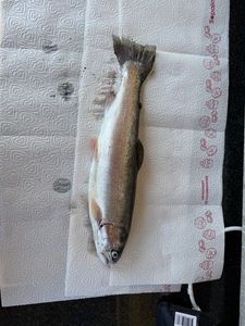 Rainbow Trout