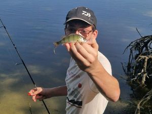 European Perch