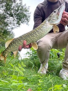 Northern Pike