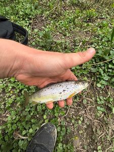 Brown Trout