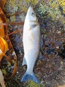 European Bass (Seabass)