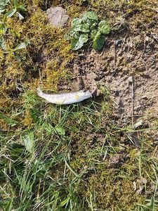 Atlantic Salmon (Juvenile)