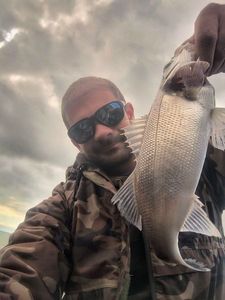 European Bass (Seabass)