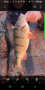 European Perch