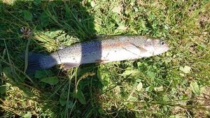 Rainbow Trout