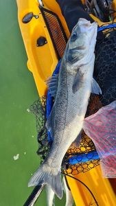European Bass (Seabass)