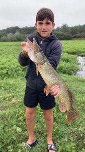 Northern Pike