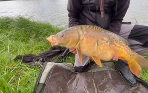 Mirror Carp