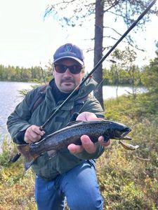 Brown Trout
