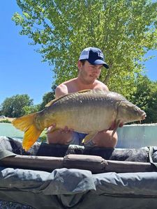 Mirror Carp