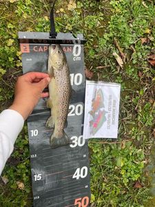 Brown Trout