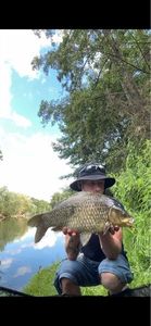 Crucian Carp