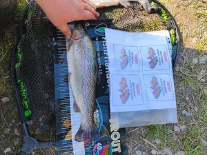 Rainbow Trout