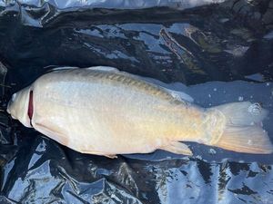 Mirror Carp