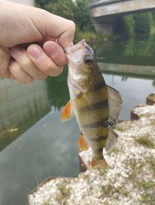 European Perch