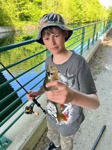 European Perch