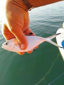 Pompano