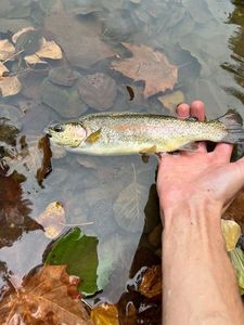 Rainbow Trout