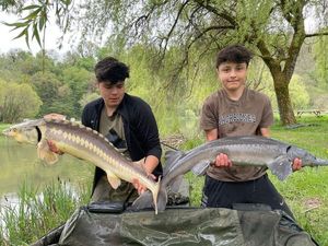 Sturgeon