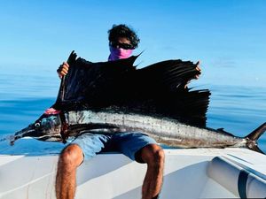 Pacific Sailfish