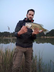 Largemouth Bass