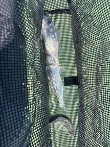 European Bass (Seabass)