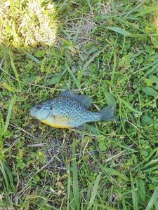 Green Sunfish