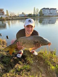 Common Carp