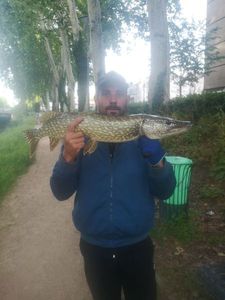 Northern Pike