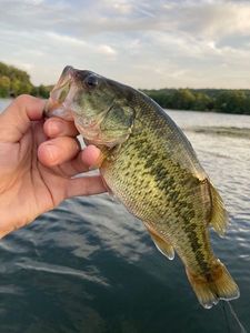 Largemouth Bass