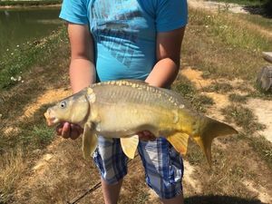 Mirror Carp