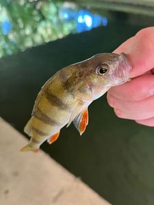 European Perch