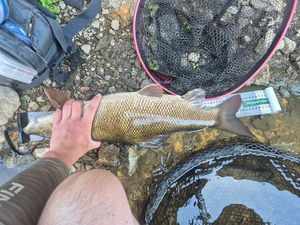 Barbel