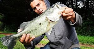 Largemouth Bass