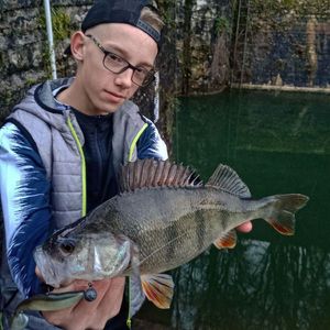 European Perch