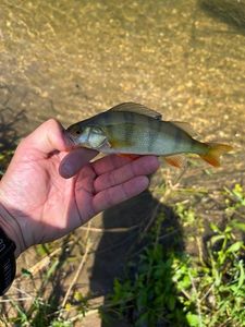 European Perch