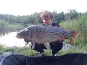 Common Carp