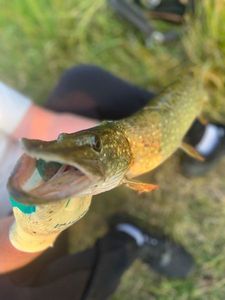 Northern Pike