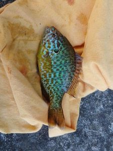 Green Sunfish