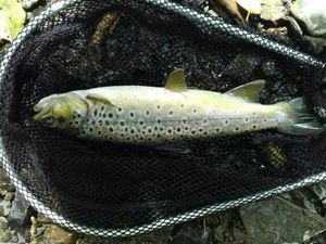 Brown Trout