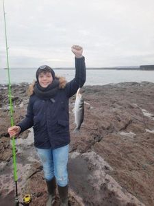 European Bass (Seabass)