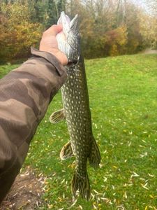 Northern Pike