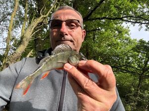 European Perch