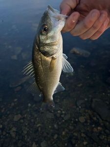 European Bass (Seabass)