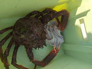 European Spider Crab