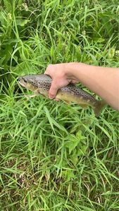 Brown Trout