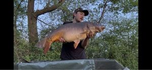 Mirror Carp