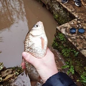 Common Carp