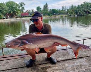 Pangasius